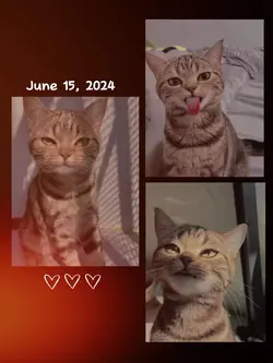 3 photos 