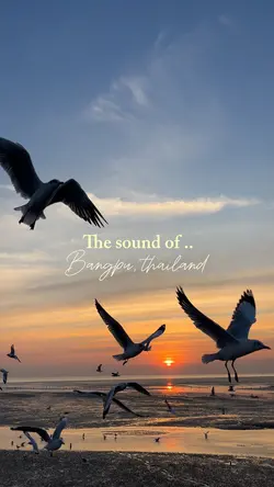 The sound of .. 🌄🕊️