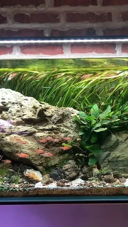 Aquascape ☘️🐟