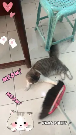 Kucing lucu