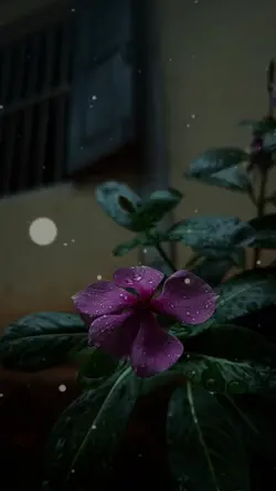 လၢတ်ႈၼႆၵေႃႈပေႉသေလႆၢ