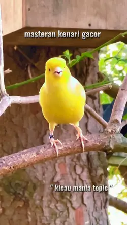 suara kenari gacor