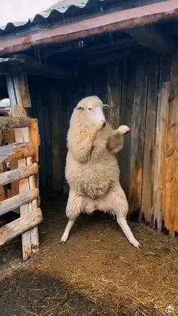 خروف العيد202
