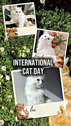 international cat
