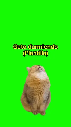 Gato durmiendo