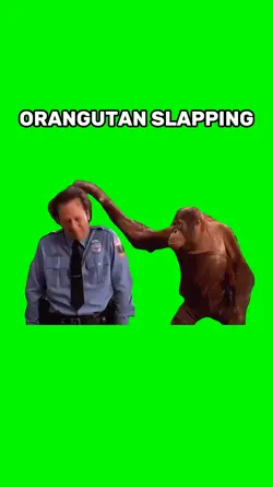 Orangutan Slapping 