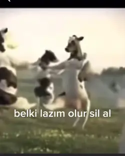 dans eden inek
