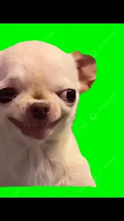 perro bravo