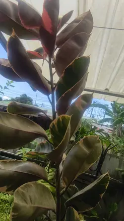1 video or photo