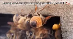 day 1 beeposting