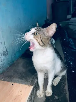 Potong bebek angsa 