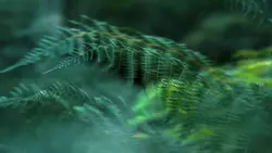Cinematic 