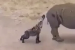 Rino Fart