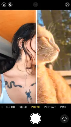 PET TRANSITION 