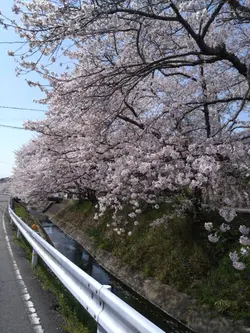サクラ