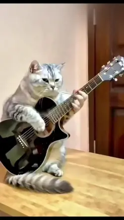 CAT GUITARIST