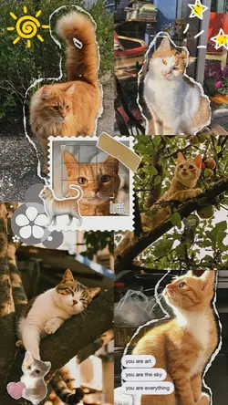 CUTE CAT