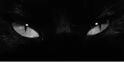 cat eye’s