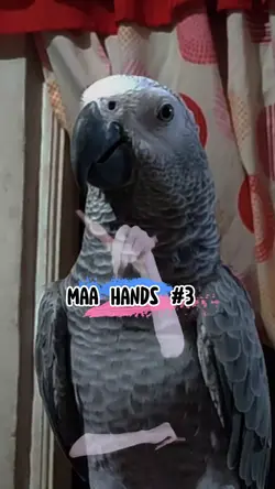 Maa Hands #3