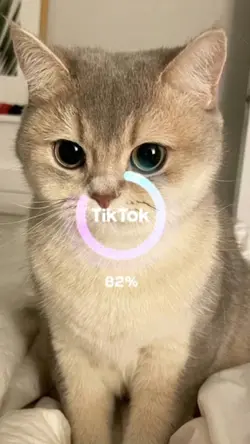 Anime kucing