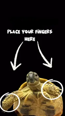 Turtles funny meme