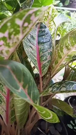 Bunga di taman 