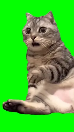 Shocking cat meme 