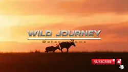 Intro YouTube Animal