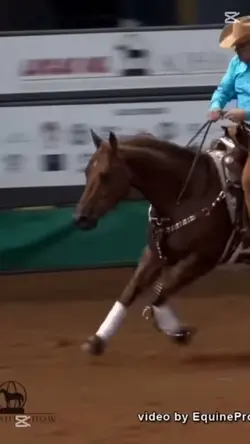 Quarter horse!!!
