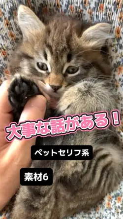 ペットたちの作戦会議♪