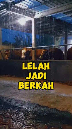 Hujan sore