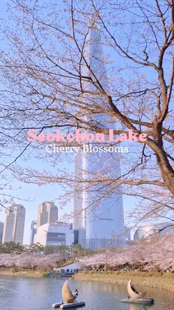 Cherry Blossoms