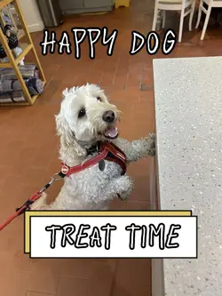 Treat time