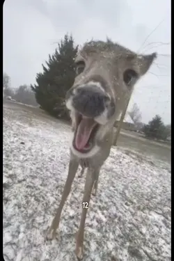 what deer are you?