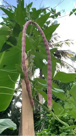 My Garden 