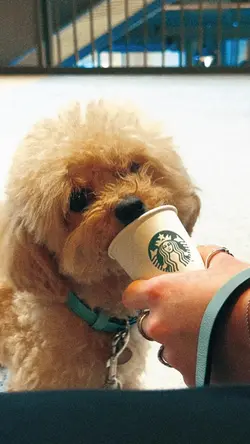 Puppiccino ❤️