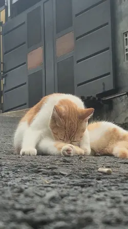 Kucing