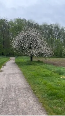 Весна
