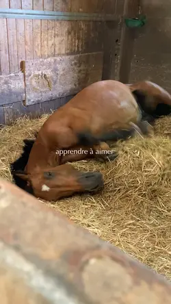 Apprendre à aimer