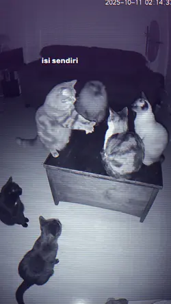 JJ KUCING NGOBROL
