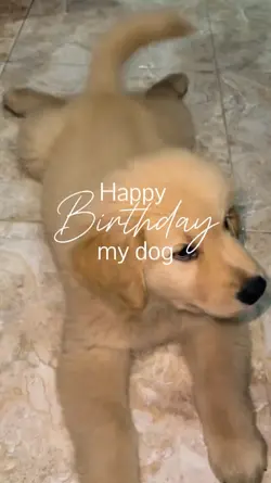 HBD my dog