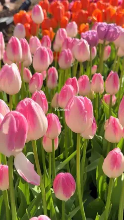 flowers