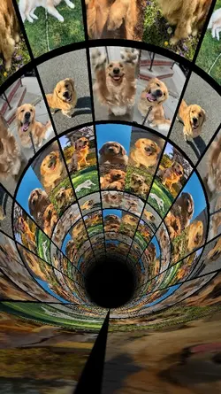 my dog