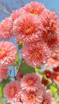 hello spring