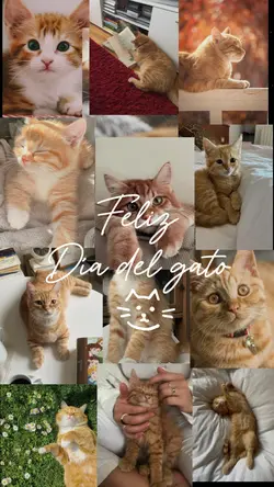 Feliz día del gato