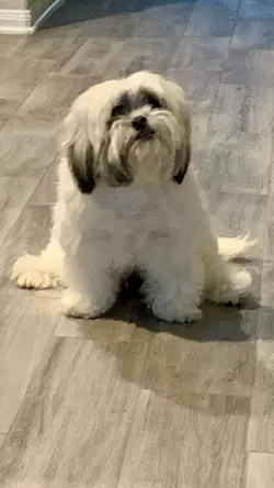 Nicolas