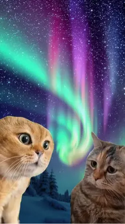 Cat conversation