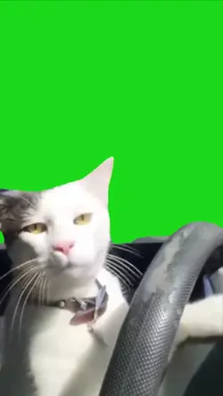 Meme green screen 