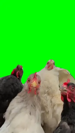 Chickens BoppingMeme