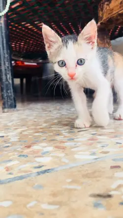 Cat lovers ❤️